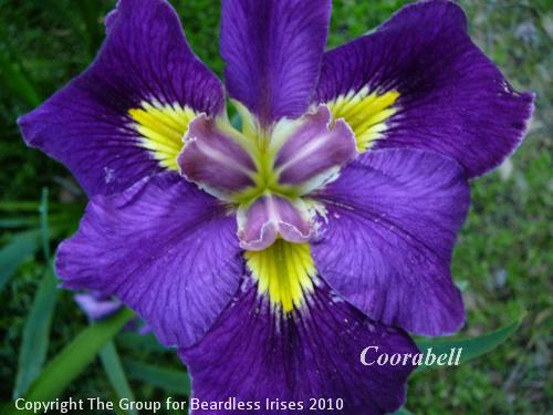 Coorabell (1)